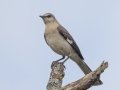 Northern Mockingbird - South Llano River SP--Agarita Bird Blind, Kimble County, Texas - May 16, 2023