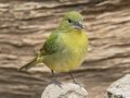 Painted Bunting - South Llano River SP--Agarita Bird Blind, Kimble County, Texas - May 16, 2023