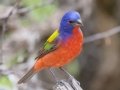 Painted Bunting - South Llano River SP--Agarita Bird Blind, Kimble County, Texas - May 16, 2023