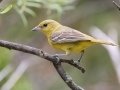Orchard Oriole - South Llano River SP--Agarita Bird Blind, Kimble County, Texas - May 16, 2023