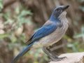 Woodhouse's Scrub-Jay - South Llano River SP--Agarita Bird Blind, Kimble County, Texas - May 16, 2023