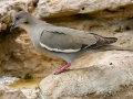 White-winged Dove - South Llano River SP--Agarita Bird Blind, Kimble County, Texas - May 16, 2023