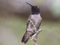 Black-chinned Hummingbird - South Llano River SP--Agarita Bird Blind, Kimble County, Texas - May 16, 2023