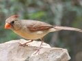 Northern Cardinal - South Llano River SP--Agarita Bird Blind, Kimble County, Texas - May 16, 2023