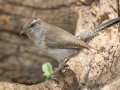 Bewick's Wren - South Llano River SP--Agarita Bird Blind, Kimble County, Texas - May 16, 2023