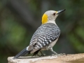 Golden-fronted Woodpecker - South Llano River SP--Agarita Bird Blind, Kimble County, Texas - May 16, 2023