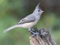 Black-crested Titmouse - South Llano River SP--Agarita Bird Blind, Kimble County, Texas - May 16, 2023