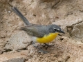 Yellow-breasted Chat - South Llano River SP--Agarita Bird Blind, Kimble County, Texas - May 16, 2023
