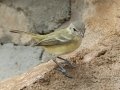 Bell's Vireo - South Llano River SP--Agarita Bird Blind, Kimble County, Texas - May 16, 2023