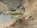 Bell's Vireo - South Llano River SP--Agarita Bird Blind, Kimble County, Texas - May 16, 2023