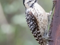 Ladder-backed Woodpecker - South Llano River SP--Agarita Bird Blind, Kimble County, Texas - May 16, 2023