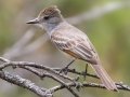 Brown-crested Flycatcher - South Llano River SP--Agarita Bird Blind, Kimble County, Texas - May 16, 2023