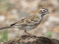 Lark Sparrow - South Llano River SP--Agarita Bird Blind, Kimble County, Texas - May 16, 2023