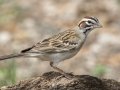 Lark Sparrow - South Llano River SP--Agarita Bird Blind, Kimble County, Texas - May 16, 2023