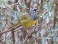 MacGillivray's Warbler - South Llano River SP--Agarita Bird Blind, Kimble County, Texas - May 16, 2023