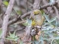 White-eyed Vireo - South Llano River SP--Agarita Bird Blind, Kimble County, Texas - May 16, 2023