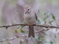 Field Sparrow - South Llano River SP--Agarita Bird Blind, Kimble County, Texas - May 16, 2023
