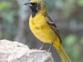 Orchard Oriole - South Llano River SP--Agarita Bird Blind, Kimble County, Texas - May 16, 2023