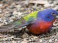 Painted Bunting - South Llano River SP--Agarita Bird Blind, Kimble County, Texas - May 16, 2023