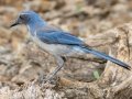 Woodhouse's Scrub-Jay - South Llano River SP--Agarita Bird Blind, Kimble County, Texas - May 16, 2023