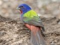 Painted Bunting - South Llano River SP--Agarita Bird Blind, Kimble County, Texas - May 16, 2023