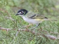 Black-capped Vireo  - South Llano River SP--Agarita Bird Blind, Kimble County, Texas - May 16, 2023