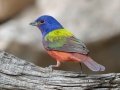 Painted Bunting - South Llano River SP--Agarita Bird Blind, Kimble County, Texas - May 16, 2023