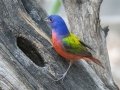 Painted Bunting - South Llano River SP--Agarita Bird Blind, Kimble County, Texas - May 16, 2023