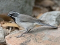 Black-throated Sparrow - South Llano River SP--Agarita Bird Blind, Kimble County, Texas - May 16, 2023