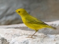 Yellow Warbler- South Llano River SP--Agarita Bird Blind, Kimble County, Texas - May 16, 2023