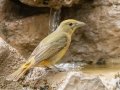 Summer Tanager - South Llano River SP--Agarita Bird Blind, Kimble County, Texas - May 16, 2023