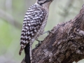 Ladder-backed Woodpecker - South Llano River SP--Agarita Bird Blind, Kimble County, Texas - May 16, 2023