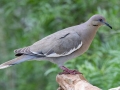 White-winged Dove - South Llano River SP--Agarita Bird Blind, Kimble County, Texas - May 16, 2023