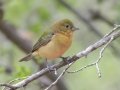 Painted Bunting - South Llano River SP--Agarita Bird Blind, Kimble County, Texas - May 16, 2023