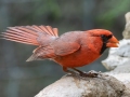Northern Cardinal - South Llano River SP--Agarita Bird Blind, Kimble County, Texas - May 16, 2023