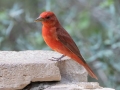 Summer Tanager - South Llano River SP--Agarita Bird Blind, Kimble County, Texas - May 16, 2023