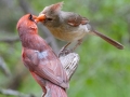 Northern Cardinals - South Llano River SP--Agarita Bird Blind, Kimble County, Texas - May 16, 2023