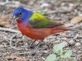 Painted Bunting - South Llano River SP--Agarita Bird Blind, Kimble County, Texas - May 16, 2023