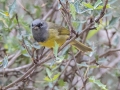 MacGillivray's Warbler - South Llano River SP--Agarita Bird Blind, Kimble County, Texas - May 16, 2023