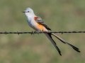 Scissor-tailed Flycatcher - 17101–17139 I-40 Svc Rd, Shamrock US-TX 35.22765, -100.03693 - Wheeler County, Texas, May 1, 2023