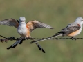 Scissor-tailed Flycatcher - 17101–17139 I-40 Svc Rd, Shamrock US-TX 35.22765, -100.03693 - Wheeler County, Texas, May 1, 2023