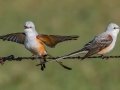 Scissor-tailed Flycatcher - 17101–17139 I-40 Svc Rd, Shamrock US-TX 35.22765, -100.03693 - Wheeler County, Texas, May 1, 2023