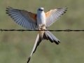 Scissor-tailed Flycatcher - 17101–17139 I-40 Svc Rd, Shamrock US-TX 35.22765, -100.03693 - Wheeler County, Texas, May 1, 2023