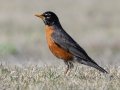 American Robin - Lake McClellan (PHP077) , Gray County, Texas - May 1, 2023