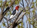 Red-headed Woodpecker - Lake McClellan (PHP077) , Gray County, Texas - May 1, 2023