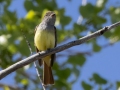 Great-crested Flycatcher - Lake McClellan (PHP077) , Gray County, Texas - May 1, 2023