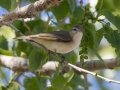 Warbling Vireo - Lake McClellan (PHP077) , Gray County, Texas - May 1, 2023