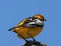 Bullock's Oriole - Lake McClellan (PHP077) , Gray County, Texas - May 1, 2023