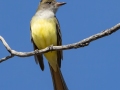 Great-crested Flycatcher - Lake McClellan (PHP077) , Gray County, Texas - May 1, 2023
