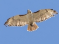 Red-tailed Hawk (borealis) with prey - Lake McClellan (PHP077) , Gray County, Texas - May 1, 2023